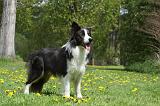 BORDER COLLIE 1021